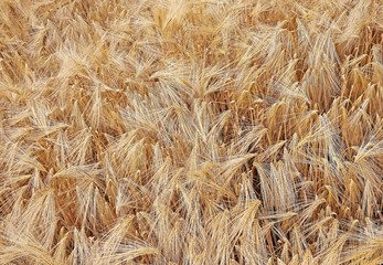 background of wheat ears in the field