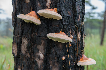 mushroom on the tree