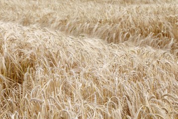 yellow wheat ears in the field in summer