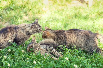 Three kittens on the grass