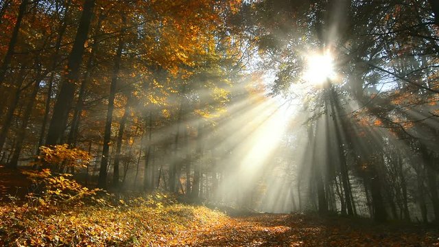 Sunlight shines through trees in autumn forest