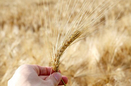 hand of the farmer holds yellow ear of wheat