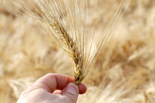 farmer holds mature ear of wheat