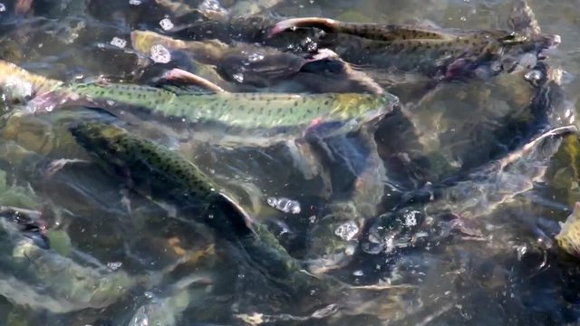 Sockeye salmon spawning in the clear creek, Alaska