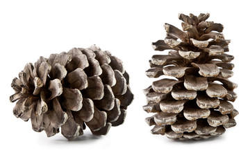 pine cones