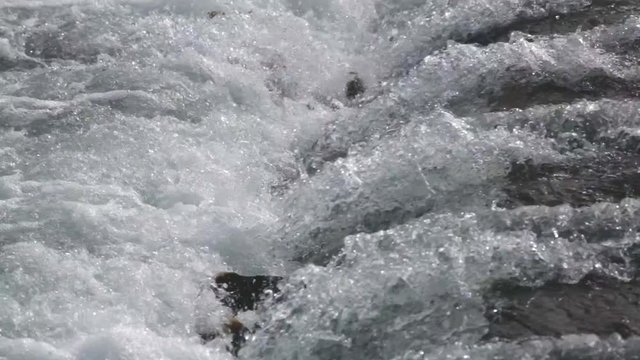 Sockeye salmon spawning in the clear creek, Alaska