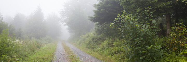 Nebel im Naturpark Schwarzwald, Baden-Württemberg, Deutschland, Europa