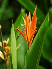 Heliconia