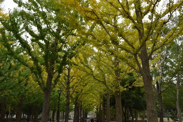 Fototapeta premium イチョウ