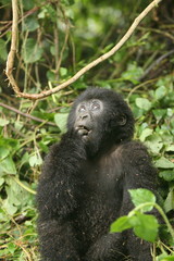 Wild Gorilla animal Rwanda Africa tropical Forest
