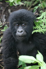 Naklejka premium Wild Gorilla animal Rwanda Africa tropical Forest