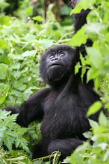 Wild Gorilla animal Rwanda Africa tropical Forest