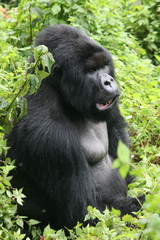 Wild Gorilla animal Rwanda Africa tropical Forest