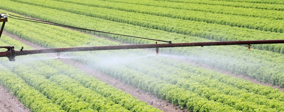 automatic irrigation system of a lettuce field in summer
