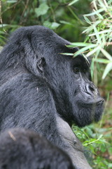 Wild Gorilla animal Rwanda Africa tropical Forest