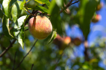 Organic, ugly peaches on the tree - selective focus