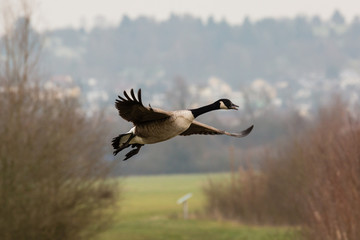 Vogel, Kanadagans im Flug