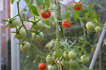 Tomates cerises