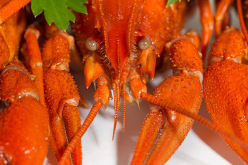 Boiled crayfish on isolate white background with green