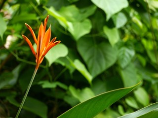 Heliconia