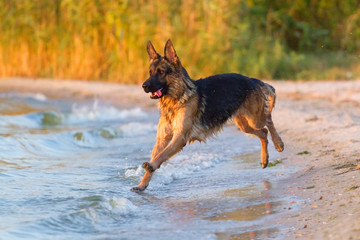 Shepherd dog jump in water play and fun