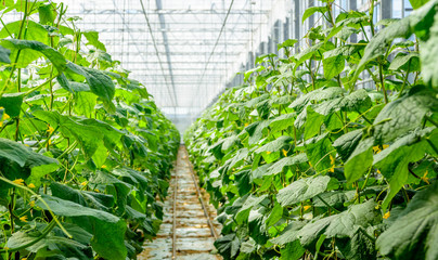 Yellow blossoming cucumber plants in a modern nursery