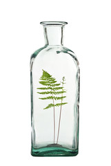 fern in bottle isolated on white background