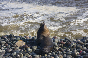 Skinny dying South American sea lion get out on rocks coast in Lima due to El Nino