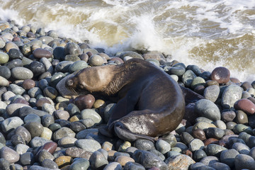 Skinny dying South American sea lion get out on rocks coast in Lima due to El Nino