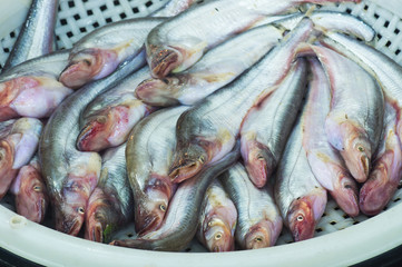 Sheatfish sale at local market,Thailand ( Siluridae, Siluriformes )