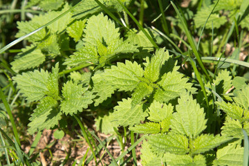 Stinging  nettle in the garden. Urtica dioica