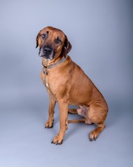 Obraz premium Dog on background. taken in a studio.