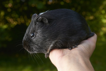 hand holding guinea pig on green blurred background