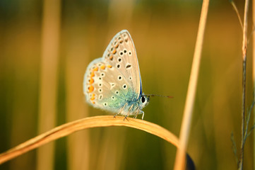 Fototapeta na wymiar Polyommatus Icarus, Common Blue, is a butterfly in the family Lycaenidae. Beautiful butterfly sitting on flower.