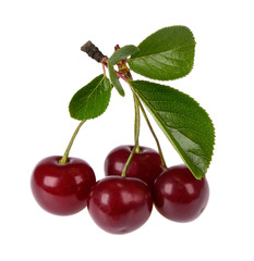 cherry on a white background