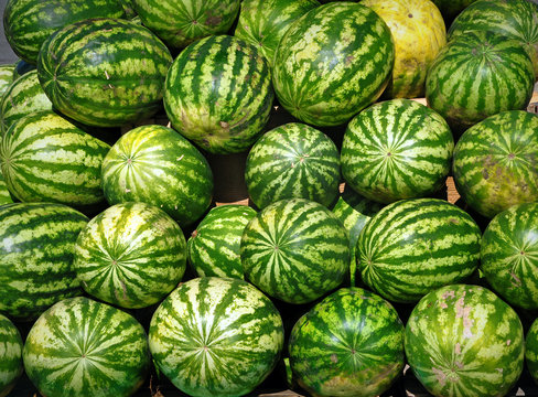 Many ripe green watermelons of different sizes close up.