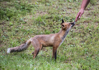 Naklejka na ściany i meble European Red Fox Kid. Red fox kid standing close too a human hand.