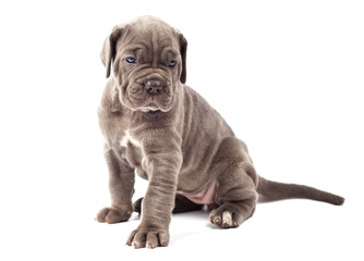 Obraz premium Beautiful young puppy italian mastiff cane corso (1 month)