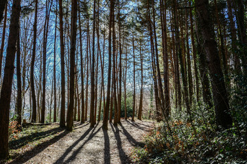 Obraz premium Arboleda a contraluz