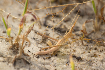 Grey acrida waiting on sand. Desert locust, insect