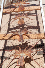 Fototapeta na wymiar Fresh octopus dried preserve food by sun at beach, Portugal