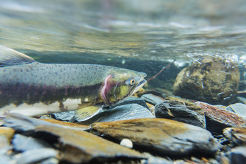 Obraz premium Spawning salmon