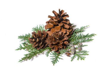 Tannenzapfen mit Tannenzweig