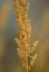 dry grass