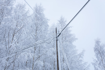 Snow covered power lines and trees