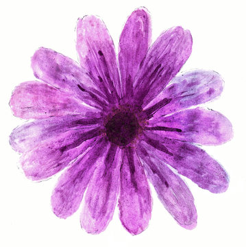 Purple flower in watercolor