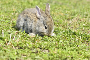 Little rabbits sitting outdoors in spring