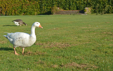 Oie blanche