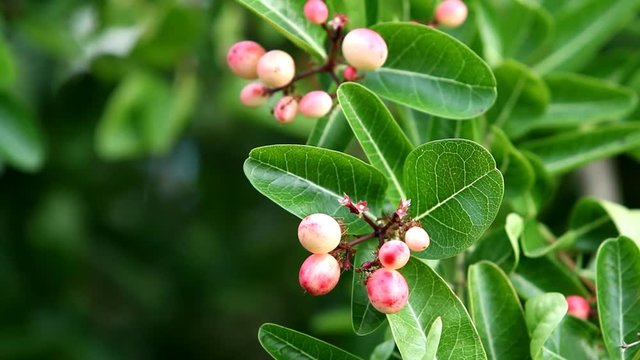 Karonda or Carunda Fruits on tree