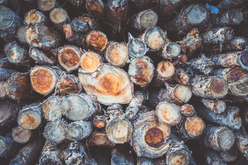 Wooden trunks from above